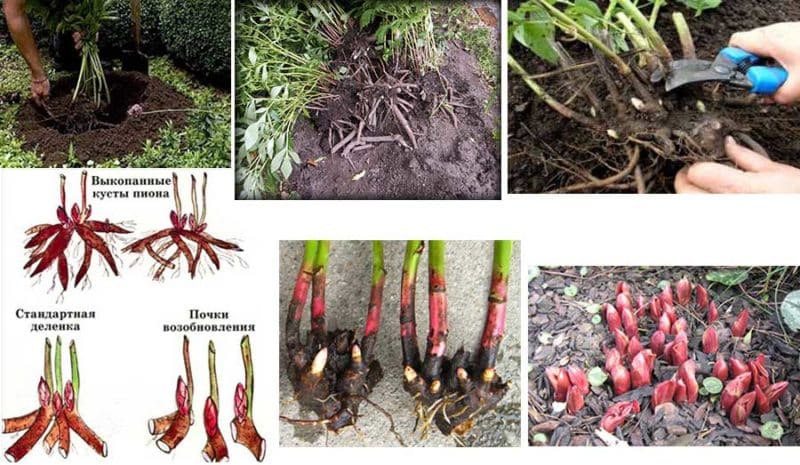 Step-by-step instructions for planting peonies in the ground in summer for beginning gardeners