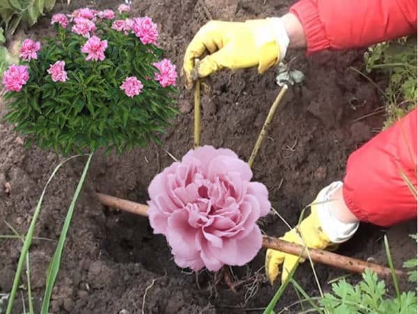 Step-by-step instructions for planting peonies in the ground in summer for beginning gardeners