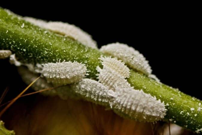 What worms spoil honeysuckle berries and how to get rid of them
