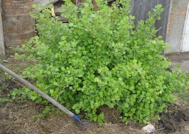 Why there are no berries on gooseberries and how to fix it