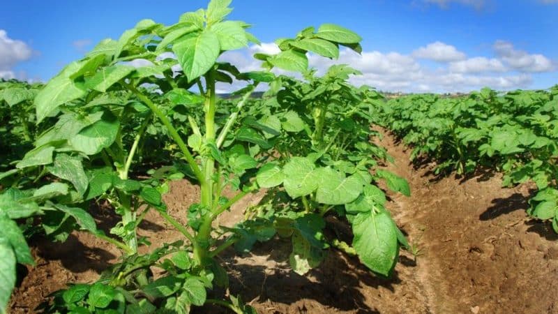 How to properly trim the tops of potatoes and why it is necessary