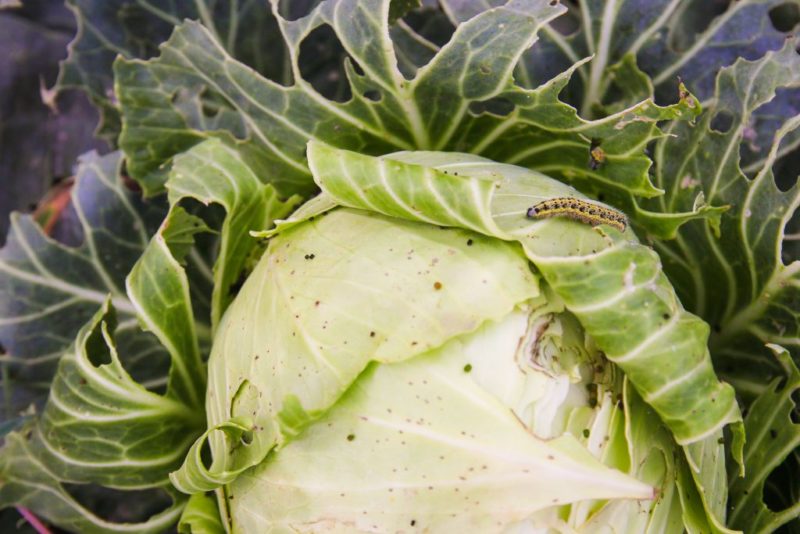 Hardy mid-season hybrid of white cabbage Aggressor f1