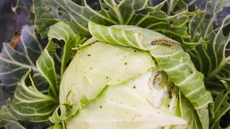 How to treat cabbage against caterpillars and slugs: folk remedies