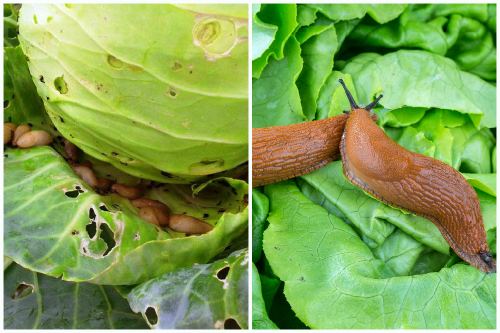How to treat cabbage against caterpillars and slugs: folk remedies