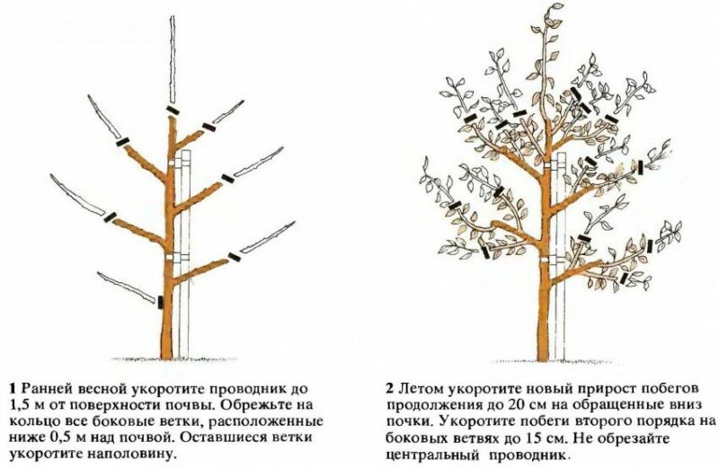 How to prune cherry plums correctly in summer: diagrams, steps and tips on the topic