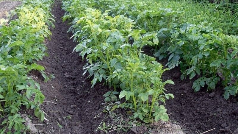 How to properly trim the tops of potatoes and why it is necessary