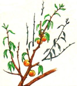 How to properly prune a peach in summer: diagrams and procedures