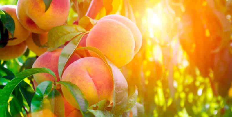 How to properly prune a peach in summer: diagrams and procedures