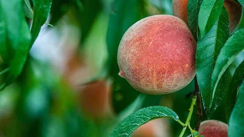 How to properly prune a peach in summer: diagrams and procedures