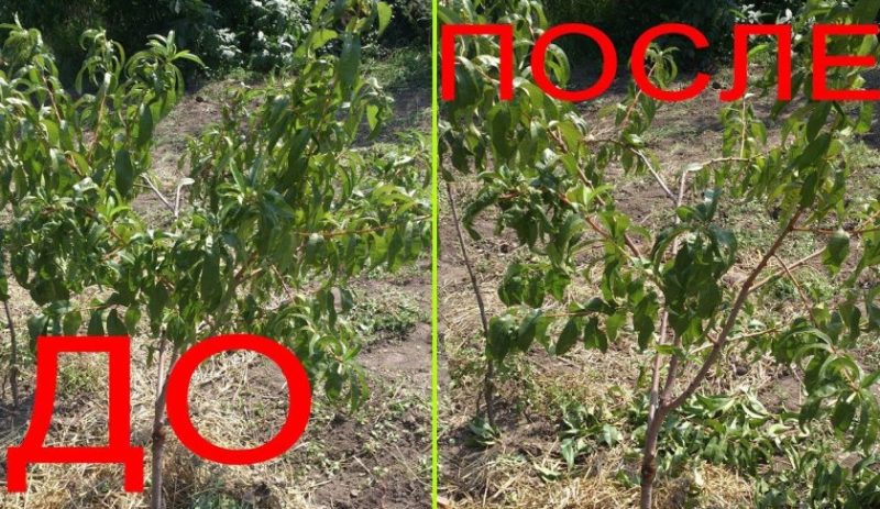 How to properly prune a peach in summer: diagrams and procedures