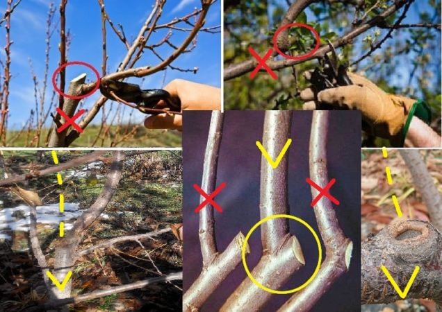 Why do you need to prune cherry trees in summer and how to do it correctly