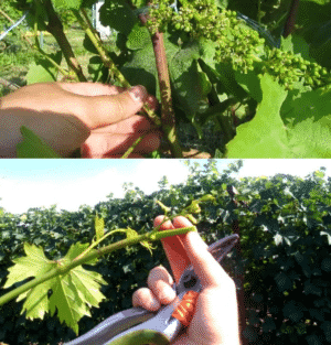 How to properly prune green young shoots of grapes in summer: diagram and step-by-step instructions