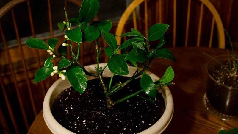 Trimming and shaping lemons at home