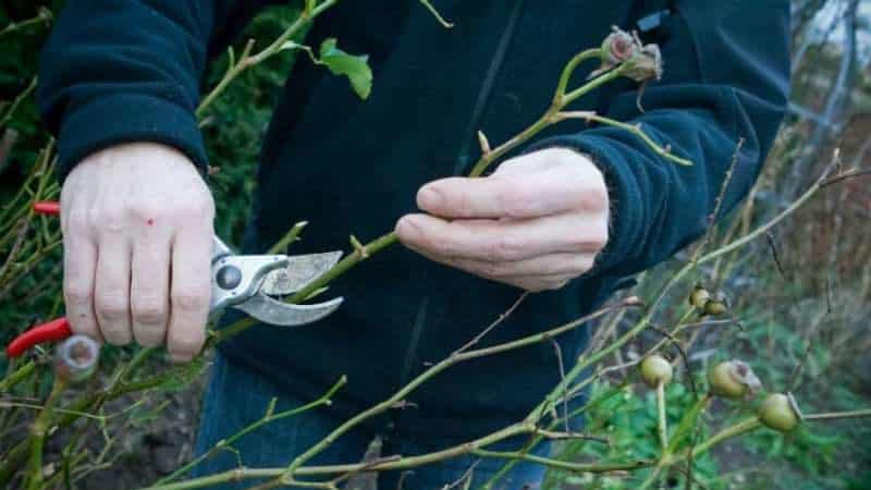 Why do you need to prune climbing roses after flowering in summer and how to do it correctly