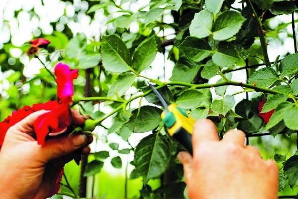 Why do you need to prune climbing roses after flowering in summer and how to do it correctly