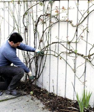 Why do you need to prune climbing roses after flowering in summer and how to do it correctly
