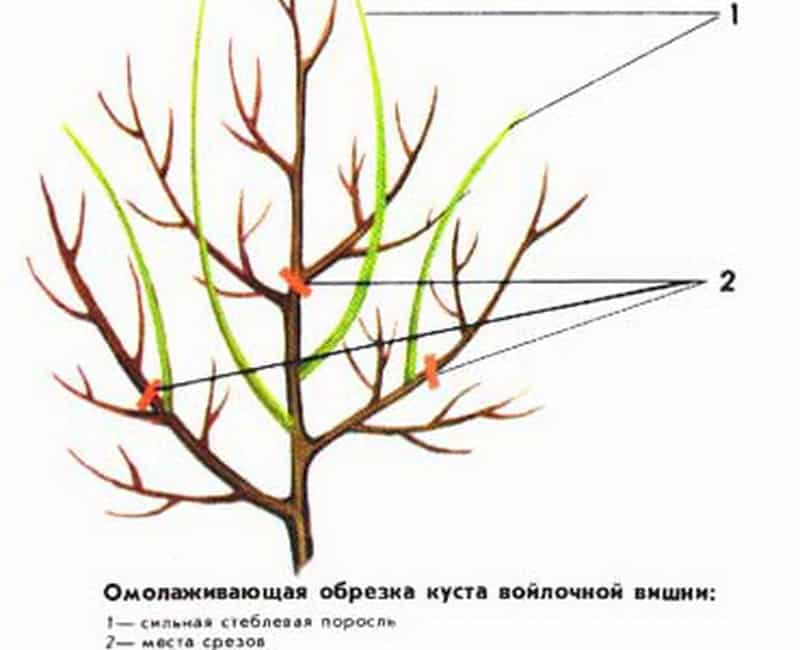 A step-by-step guide to pruning felt cherry trees in summer for beginners.