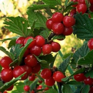 A step-by-step guide to pruning felt cherry trees in summer for beginners.