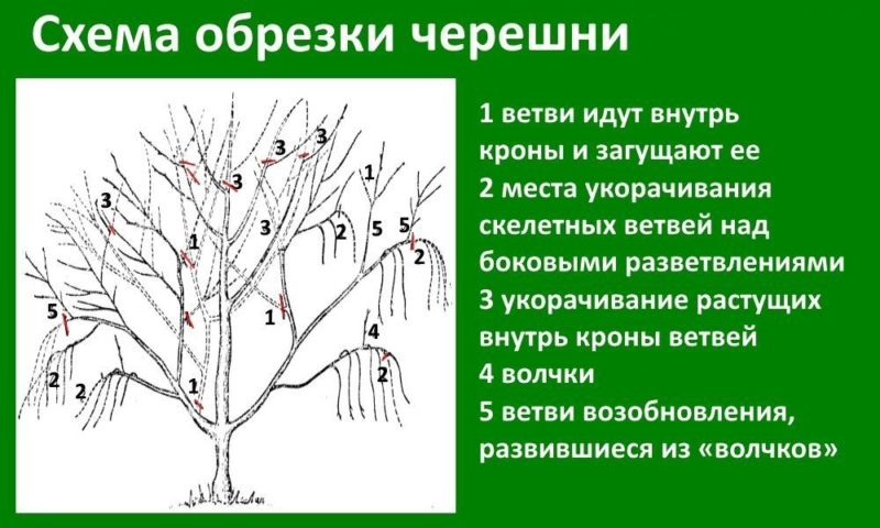 When to prune cherry trees in the fall and how to do it correctly