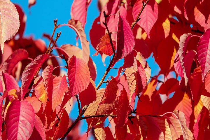 When to prune cherry trees in the fall and how to do it correctly