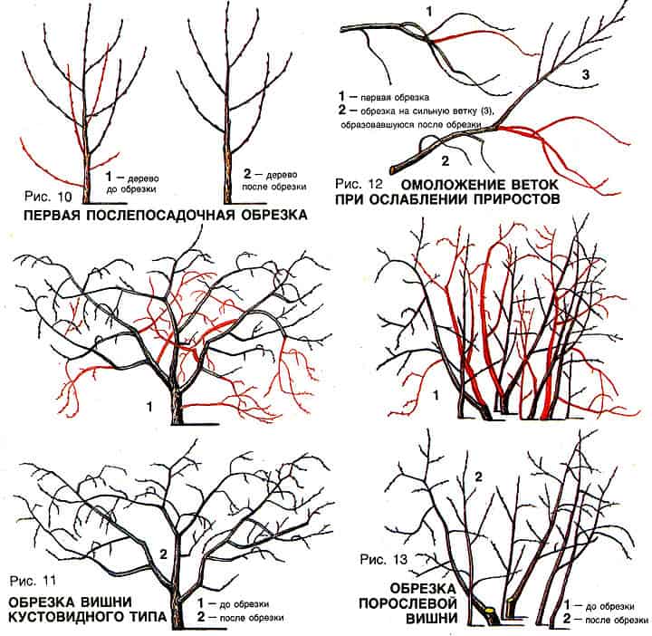 When to prune cherry trees in the fall and how to do it correctly