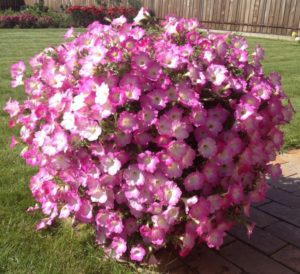 Review of popular varieties of petunia from the Opera series and their characteristics