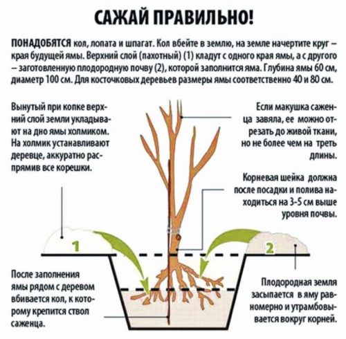 Step-by-step guide to planting a closed-root apple tree in summer