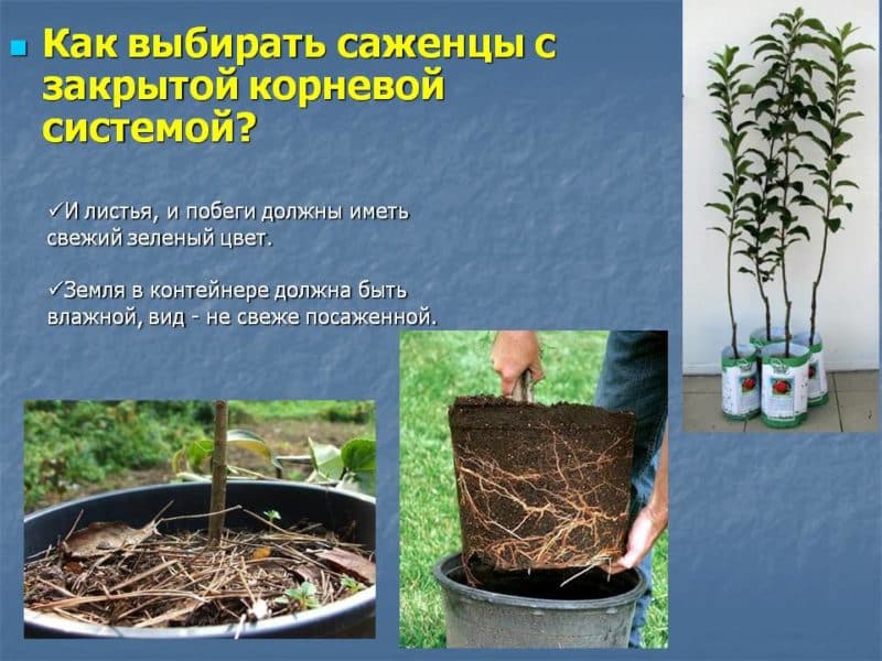 Step-by-step guide to planting a closed-root apple tree in summer