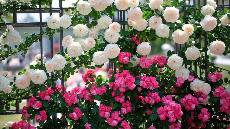 The best winter-hardy varieties of roses that bloom all summer and features of their cultivation