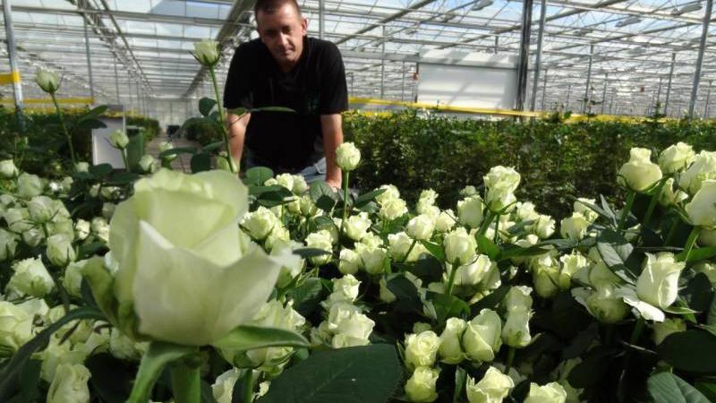 The best winter-hardy varieties of roses that bloom all summer and features of their cultivation