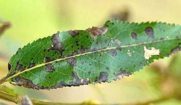 How to find out why sea buckthorn leaves turn yellow in summer and eliminate the cause of the problem