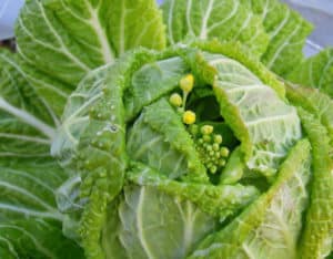 How to determine that Chinese cabbage is getting ready to bloom, and what to do if this happens