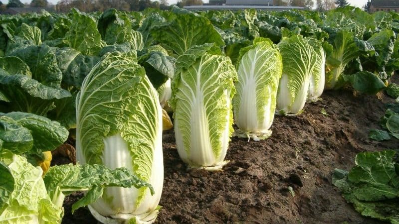 How to determine that Chinese cabbage is getting ready to bloom, and what to do if this happens