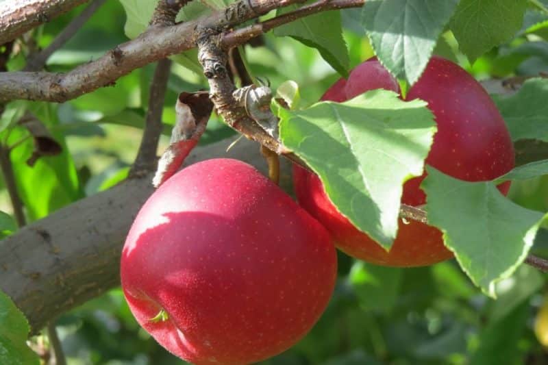 Step-by-step instructions for cutting an apple tree in the summer for beginners