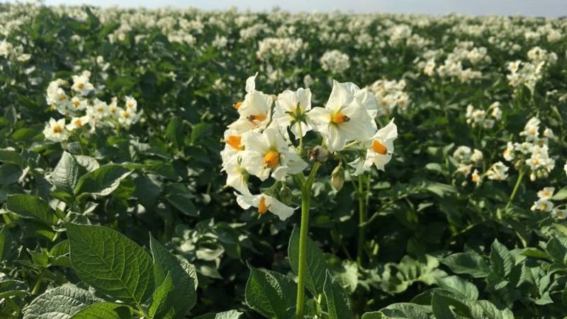 Reasons for tops drying out and whether potatoes grow after this