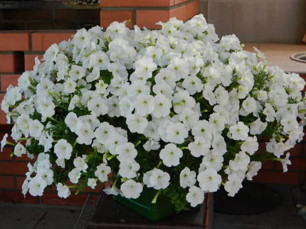 Review of popular varieties of petunia from the Opera series and their characteristics
