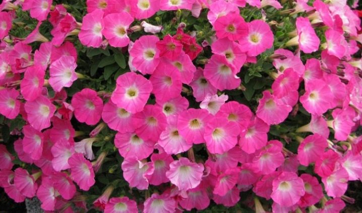 Review of popular varieties of petunia from the Opera series and their characteristics