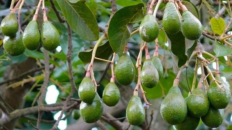 Does a home-grown avocado bear fruit or not?