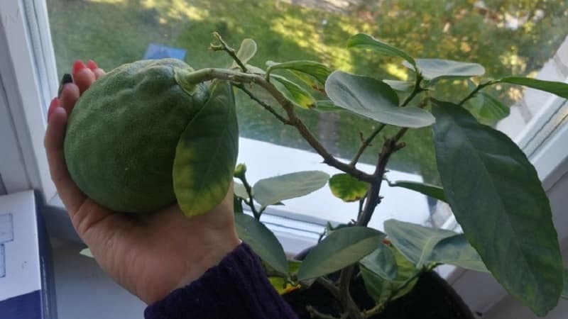 Does a home-grown avocado bear fruit or not?