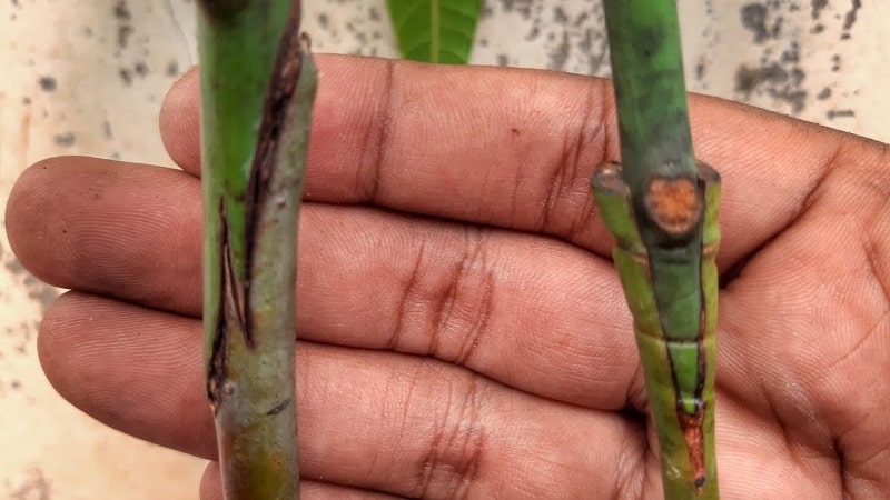 Does a home-grown avocado bear fruit or not?