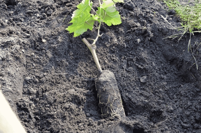 Step-by-step instructions for planting grape seedlings in the summer for beginning winegrowers