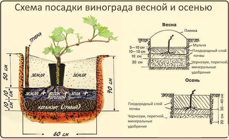 Step-by-step instructions for planting grape seedlings in the summer for beginning winegrowers