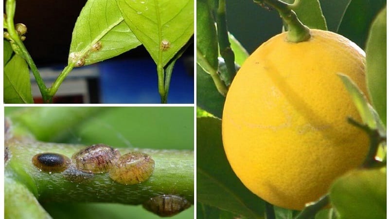 Why did sticky spots appear on the lemon and what to do about it?