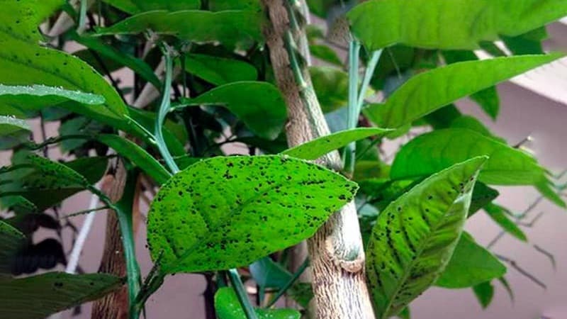 Why did sticky spots appear on the lemon and what to do about it?