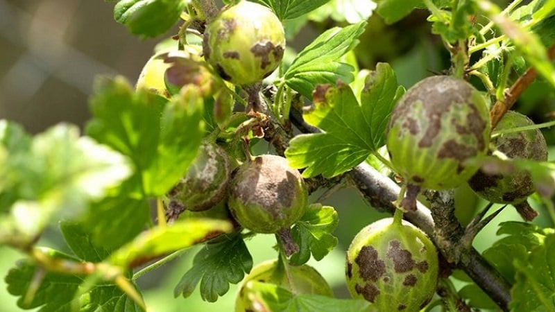 Why do gooseberries shed berries and leaves and how to deal with it