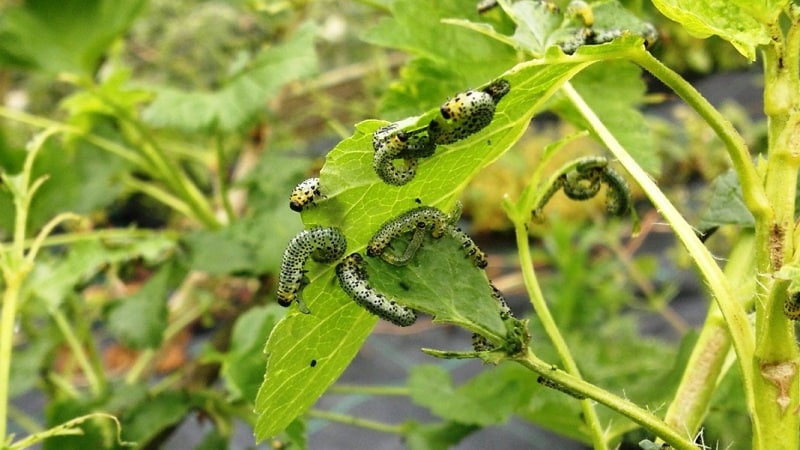 Who eats gooseberries and how to deal with pests
