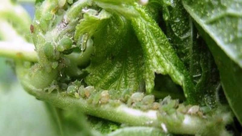 Why do gooseberries shed berries and leaves and how to deal with it
