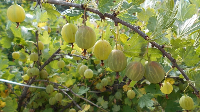 How to deal with gooseberry moth during fruit ripening and other periods