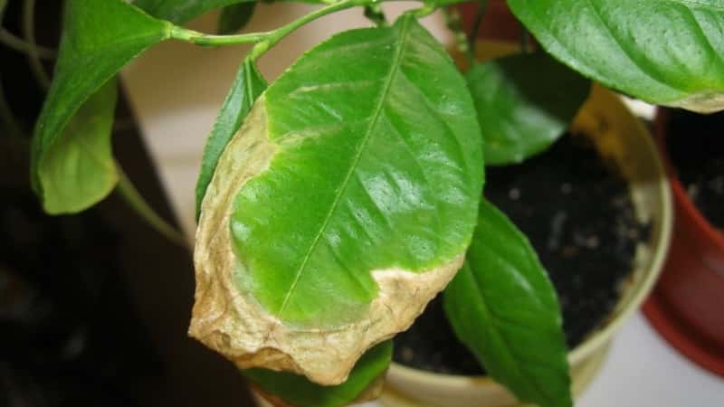Why do lemon leaves dry around the edges and how to fix the problem?