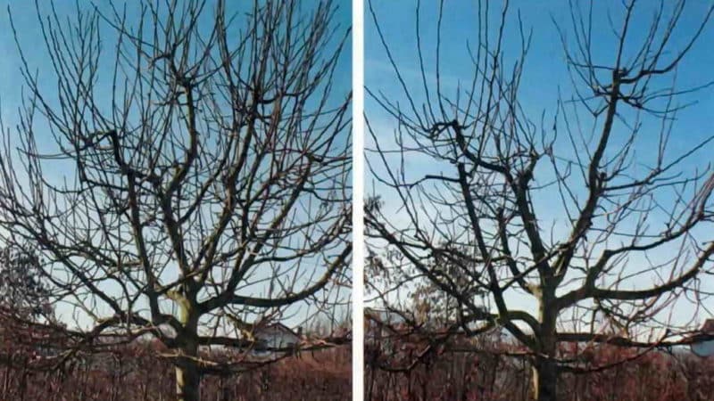 Step-by-step instructions for pruning apple trees in spring for novice gardeners